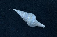 藏品(臺灣捲管螺)的圖片